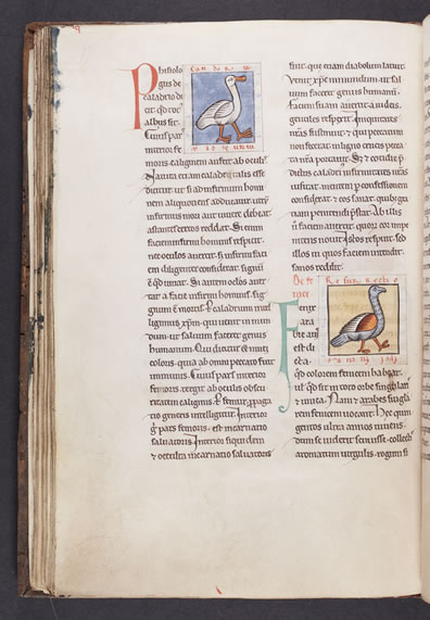 Scanned Image from Manuscript - Hugo de Folieto, De avibus (ca. 1200) 